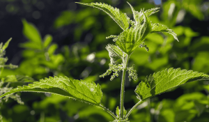 Stinging Nettle