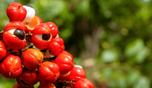 Guarana